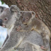 new milestone by koalagardens