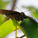 Red-spotted purple admiral by rminer