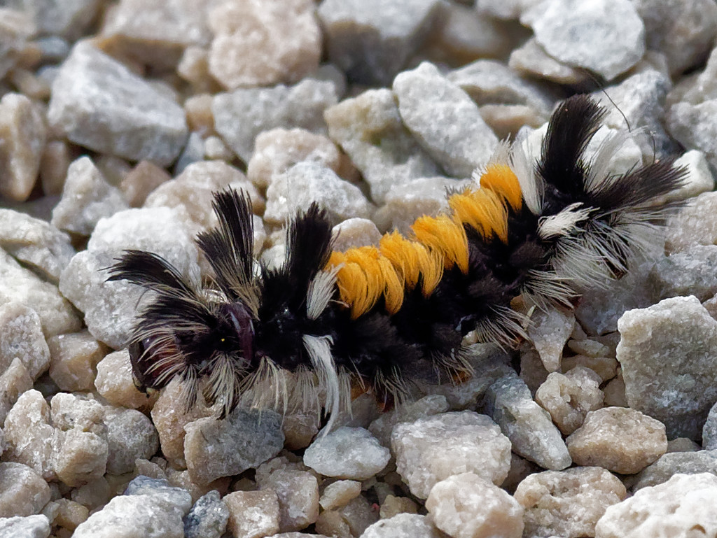 Milkweed Tussock Moth Caterpillar by rminer