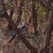 Tanzanian Red-Billed Hornbill by allie912