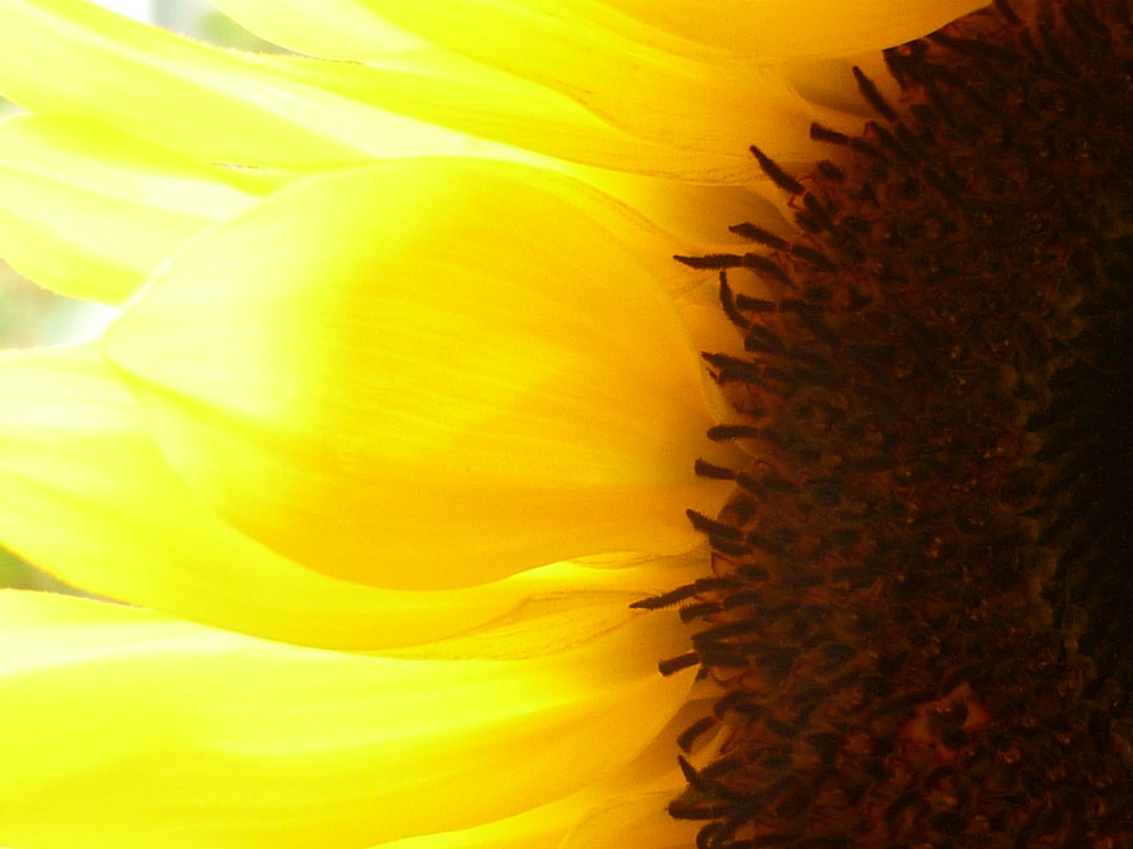 Sunflower  by countrylassie