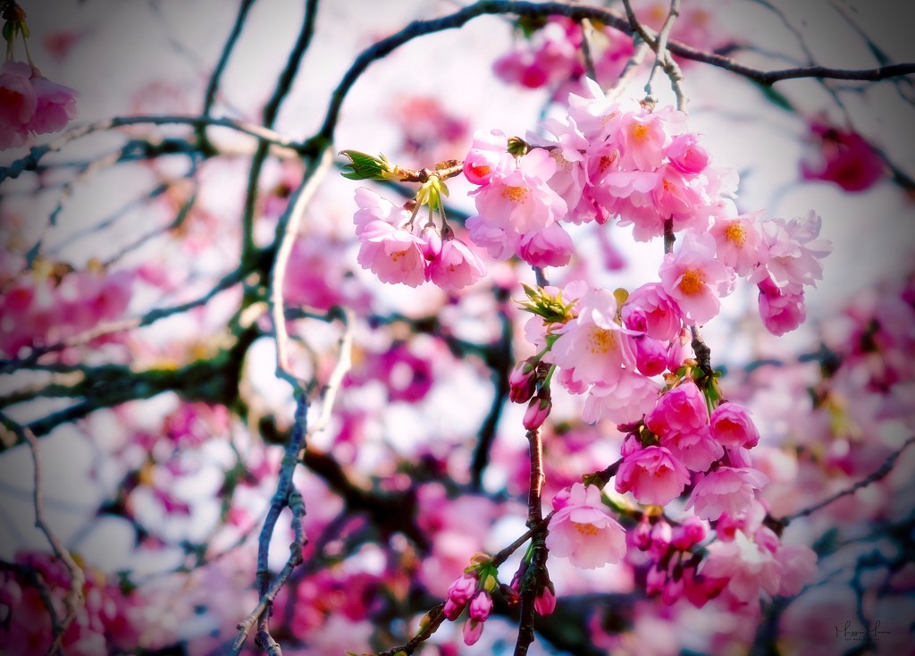 blossoming... by maggiemae