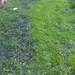 Repatching the Lawn by mozette