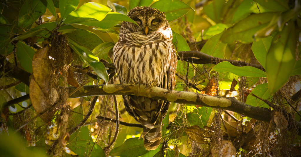 Barred Owl, After the Rain! by rickster549