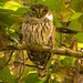 Barred Owl, After the Rain! by rickster549