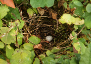 8th Sep 2018 - ~Hummingbird Nest and Egg~