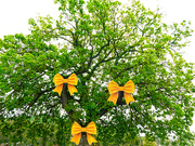 9th Sep 2018 - Tie a Yellow Ribbon round the old Oak Tree by Tony Orlando and Dawn.
