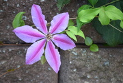 8th Sep 2018 - Clematis