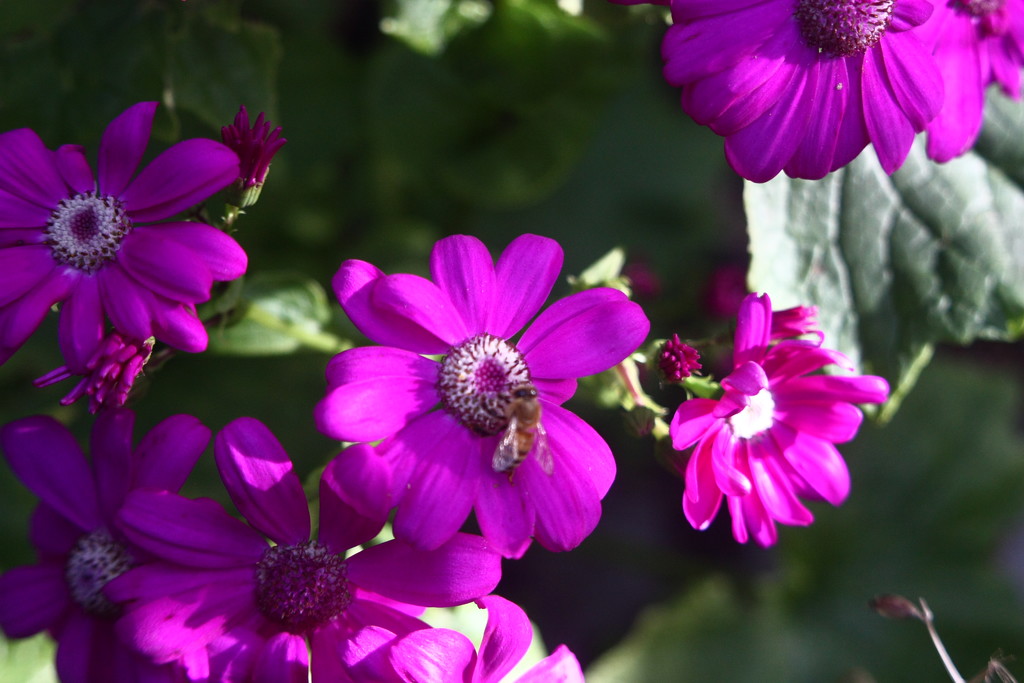 cineraria with bee by kali66