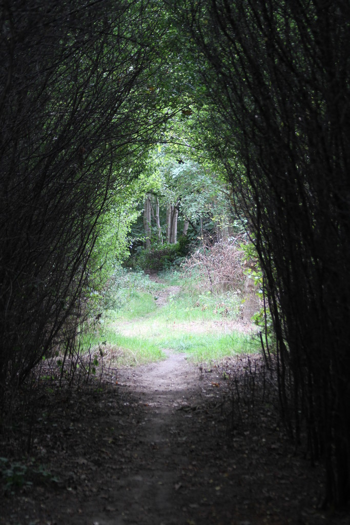 Tunnel of trees by bagpuss