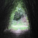 Tunnel of trees by bagpuss