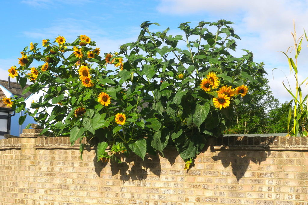 Sunflowers by davemockford