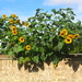 Sunflowers by davemockford