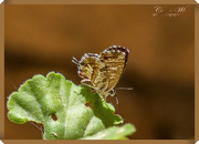 9th Sep 2018 - Teeny-Weeny Butterfly