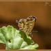 Teeny-Weeny Butterfly by carolmw
