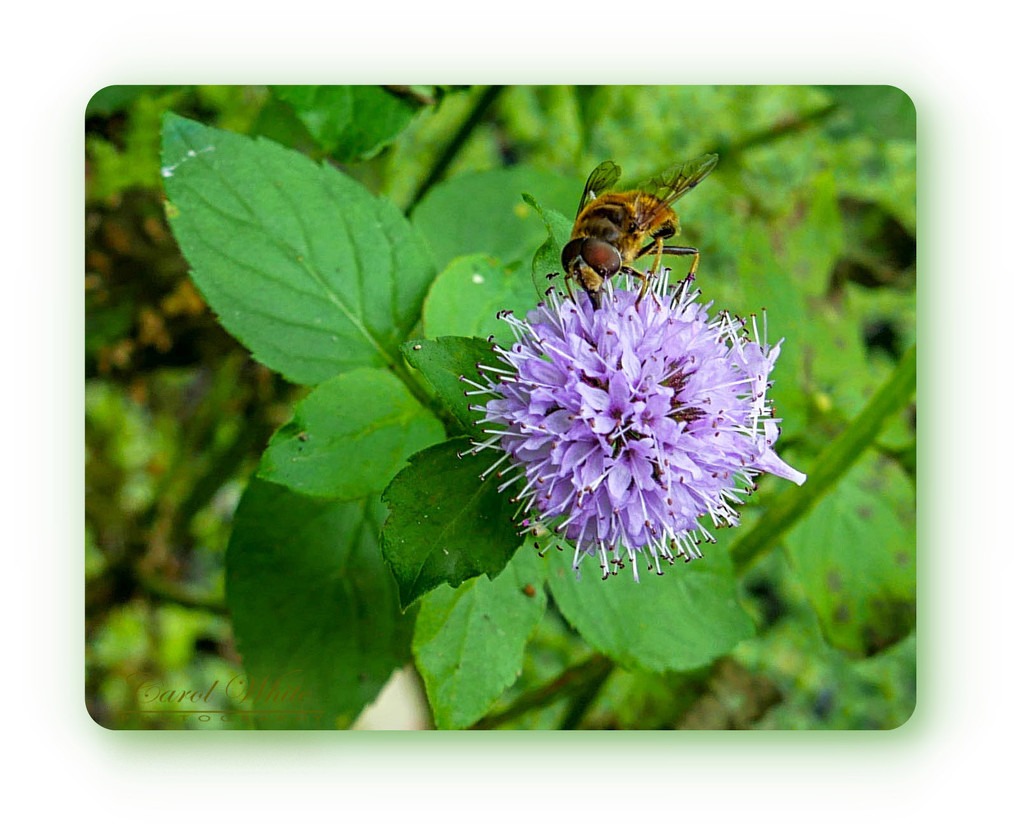 Hoverfly And Wildflower by carolmw