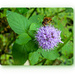 Hoverfly And Wildflower by carolmw