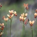 Donkey Orchids by jodies