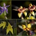 Orchid Collage by merrelyn