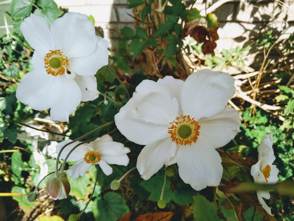 So glad the Japanese anemones didn't completely die off in the heatwave by cpw