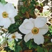 So glad the Japanese anemones didn't completely die off in the heatwave by cpw