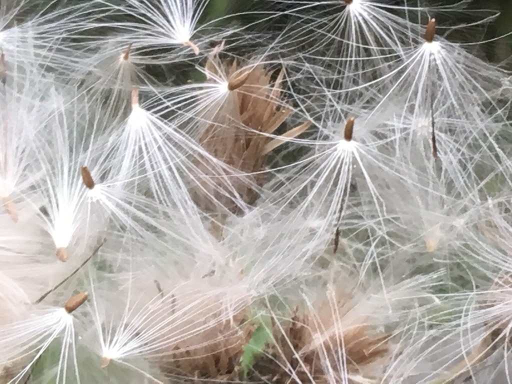 Dandelion Seeds by cataylor41