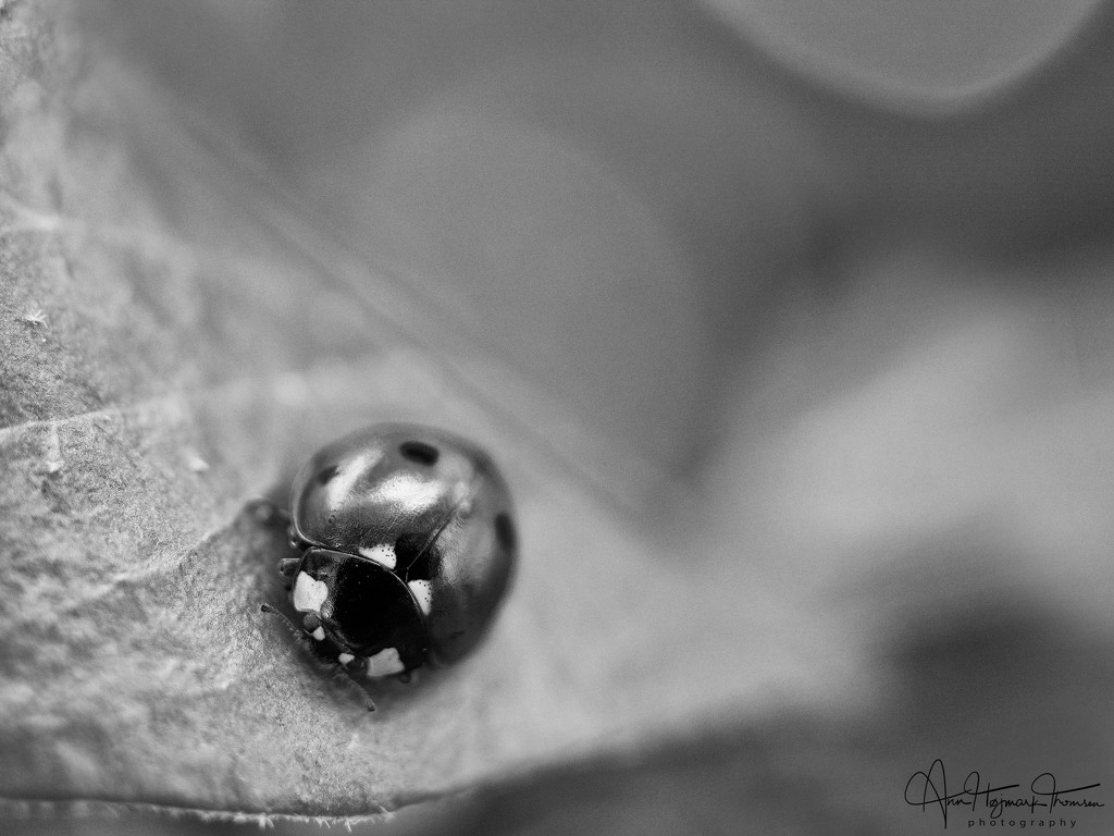 Ladybug on a leaf by atchoo