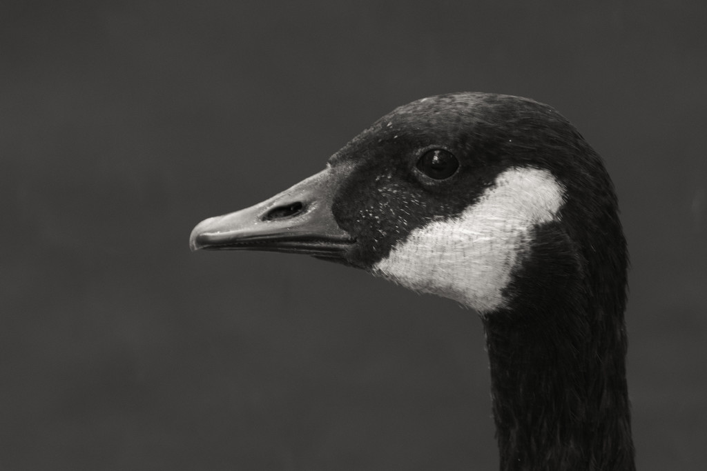 Canada goose by rumpelstiltskin