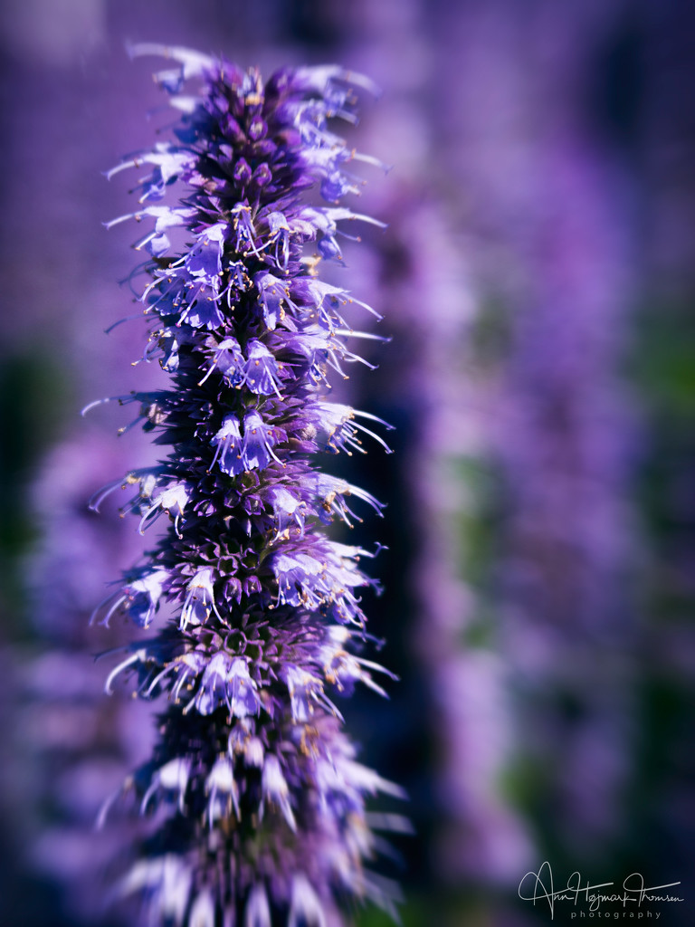 Purple flowers by atchoo