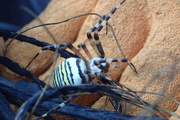 9th Sep 2018 - Wasp Spider