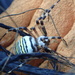 Wasp Spider by mattjcuk