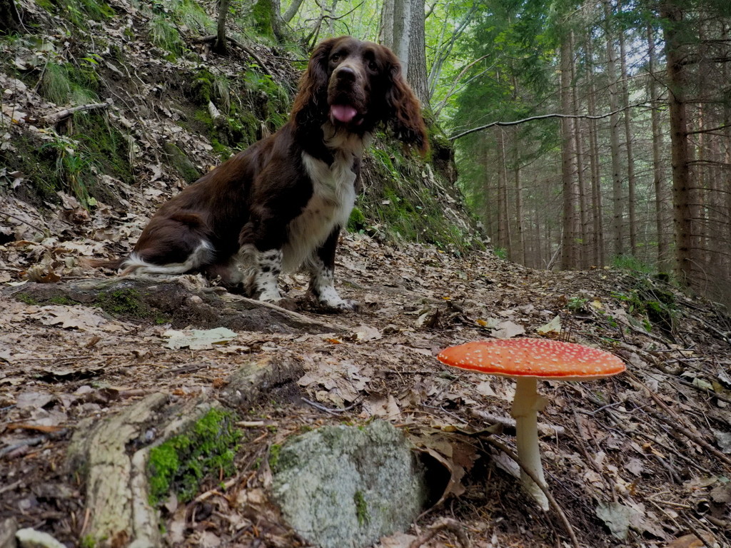 Jasper and the fly agaric by laroque