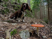 8th Sep 2018 - Jasper and the fly agaric