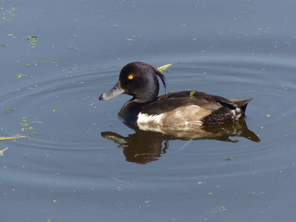  Tufted Duck  by susiemc
