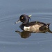  Tufted Duck  by susiemc