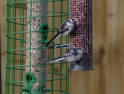 31st Aug 2018 -  Long Tailed Tits 