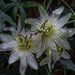 Alba Passion Flower by tonygig
