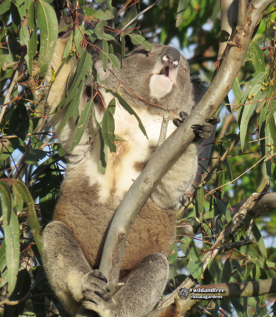 alfresco by koalagardens