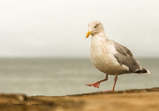 9th Sep 2018 - Seagull with attitude