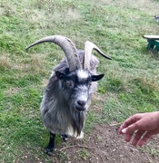 8th Sep 2018 - Goat