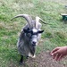 Goat by emma1231