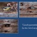 Striated Pardalote bird bring food by kerenmcsweeney