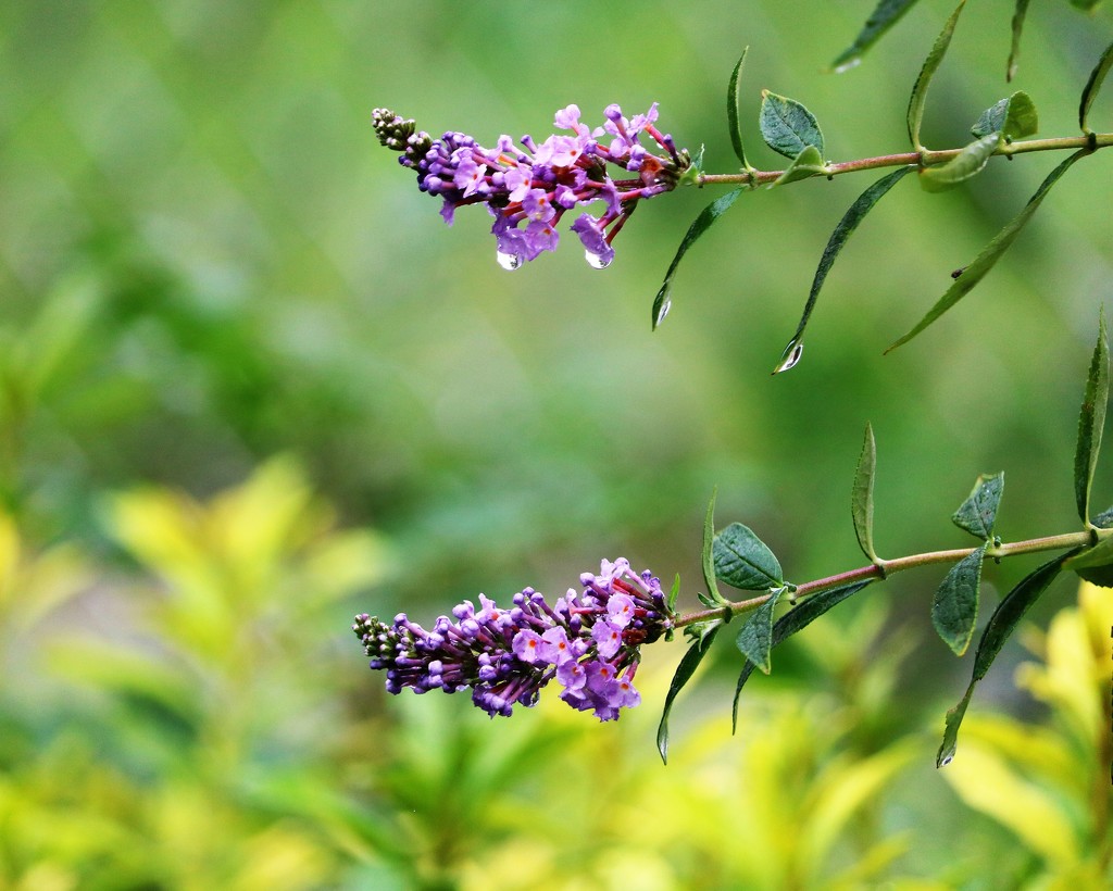 September 7: Butterfly Bush  by daisymiller