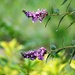 September 7: Butterfly Bush  by daisymiller
