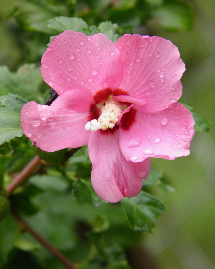 September 9: Rose of Sharon by daisymiller