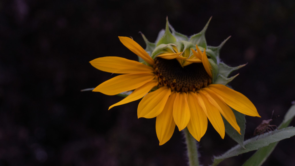 Sunflower and friend by randystreat