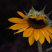 Sunflower and friend by randystreat