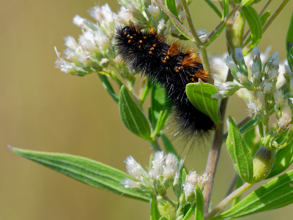 Woolly Bear caterpillar by rminer