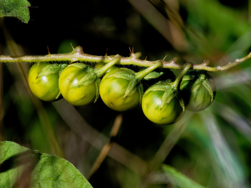 green tomatoes by rminer