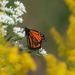 monarch landscape goldenrod by rminer